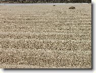 Brázdy v písku způsobené odivem