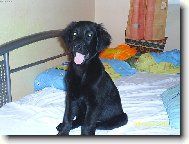 Můj hafan Nico (Flat coated retriever)