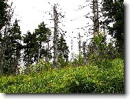 opravdu Krušné hory