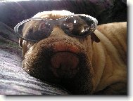 Já jsem agent Šarpej