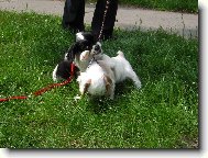 Neboj zbavím tě toho vodítka...