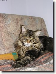 Knight zvaný Pinďa