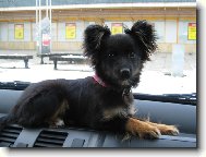 slečna Lusy,učím se řídit a co má být.