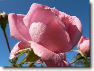 Růže v babím létě :-)