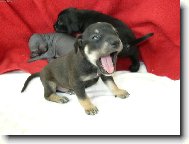 Vrh E ch.s.Měsíční květina