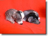 Vrh F ch.s.Měsíční květina