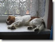 Kavalír King Charles Španěl