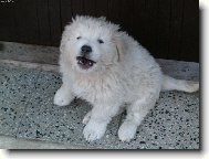 ač to tady ještě tak nějak nevypadá, dneska jsem už krásný čuvač :-)