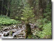 Smrk rostoucí ze smrku