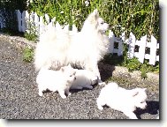 Štěnata na procházce