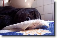 Rotvajléří holčička