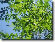 Slunce svítící přes listy