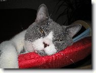 Odpočívám, nerušit!