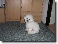 Tak tohle je náš miláček...Billy:))