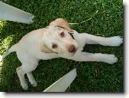 Tak jsem trochu vyčistila pánovi auto