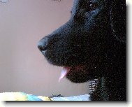 Koukám z okna (Flat coated retiever)