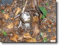 Poslední smaženice