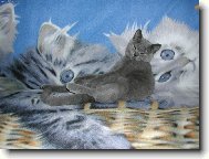 náš malý kocourek