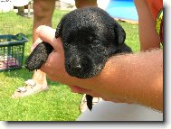 Poprvé u páníčka