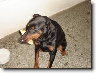 Sorbonek s rohlíkem