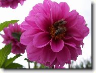 Pracoviště včelích dělnic