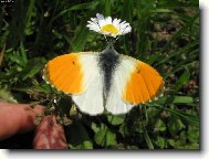 Není nad sladký nektar z květů!