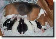 Krása psího života