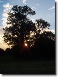 Slunce pohlcené stromem