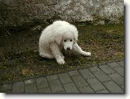 Dejte si na mě pozor, koušu