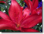 červené okouzlení