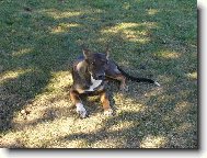 Kříženec - máma je Českosl. vlčák a táta NO křížený s pidbulem