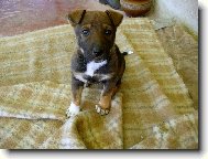 Kříženec - máma je Českosl. vlčák a táta NO křížený s pidbulem