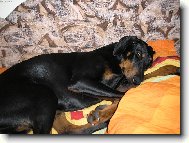 K vánocům jsme dostali nové povlečení tak jsem to musel vyzkoušet.