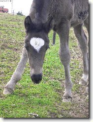 Zvědavé hříbátko