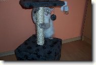 Škrábadlo místo basy???