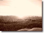 ma Sumavska kopřiva