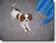 Kavalír King Charles Španěl