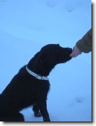 Odměna za poslušnost