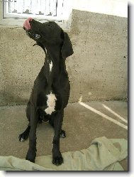 Dosáhneš si jazykem na nos?