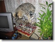 Hlídač drobného exotického ptactva