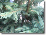 Pavouček si buduje domov