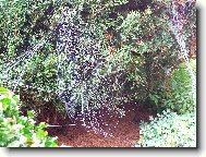 Ve spleti pavučin...