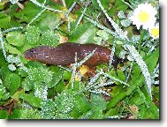 Na ranní procházce