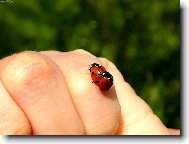 Sprosté berušky:-)