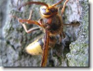 Nebezpečná sršeň