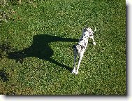 Velký a ještě větší pes.