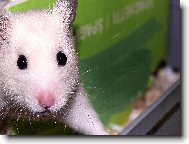 Myšák Stuart Little