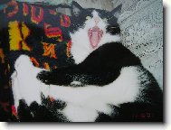 Můj miláček kocour Alf