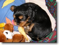 náš rodiný mazlíček