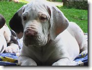 Německá doga 8 týdnů